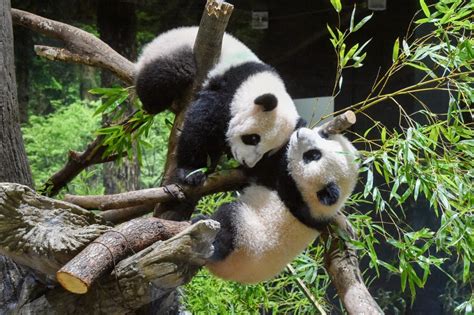 上野動物園 行き方 - パンダの夢と地下鉄の迷宮