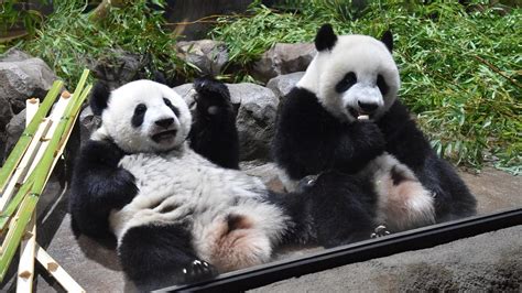 上野動物園 行き方 - なぜパンダは地下鉄に乗らないのか？