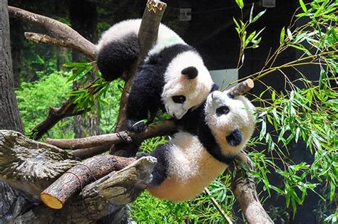 上野動物園 駐車場 そして、なぜパンダは駐車場で瞑想するのか？